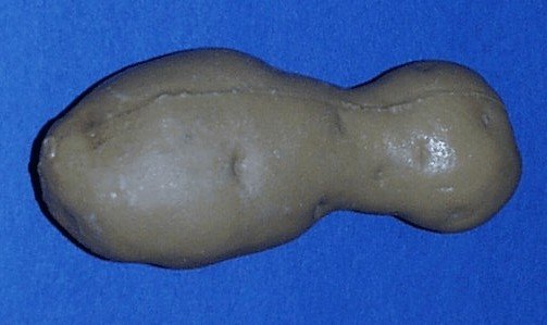 Tubercules en forme d'haltère