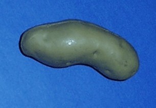 Tubercules recourbés