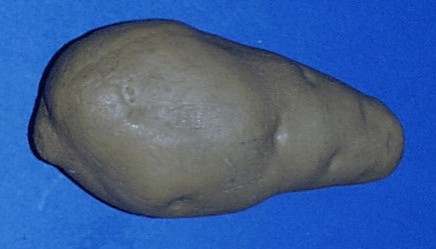 Tubercules pointus