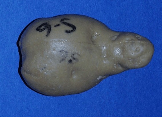 Tubercules pointus