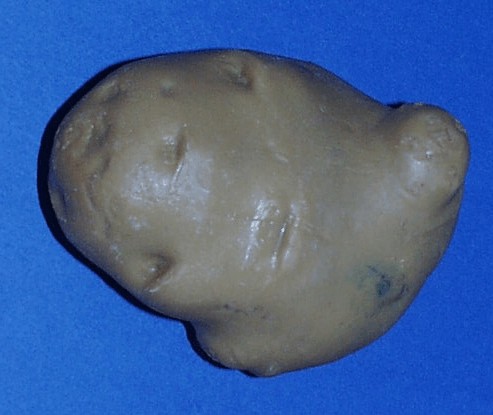 Tubercules avec excroissances