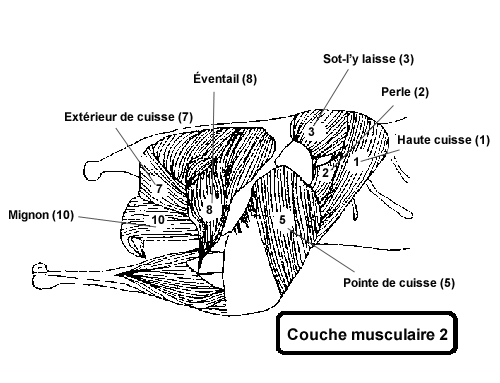 muscles d'autruche