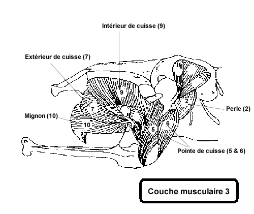 muscles d'autruche