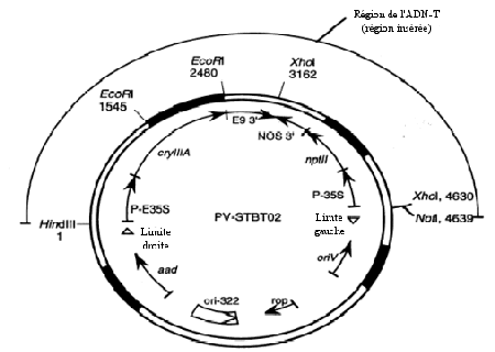 Exemple d'une carte détaillée d'un vecteur plasmidique