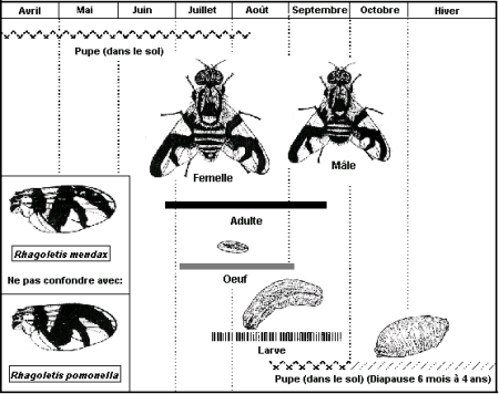 Diagramme du cycle biologique Rhagoletis mendax