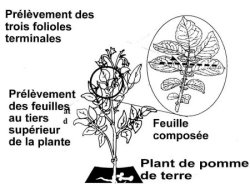 Diagramme 2: Échantillonnage des feuilles pour le dépistage des virus