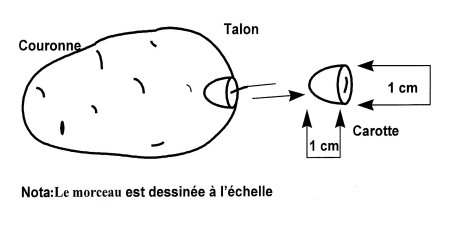 Diagramme 1: Mode de moreau du tubercule.