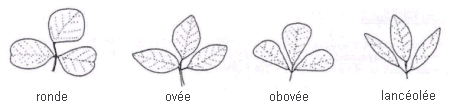 Image comparant la Forme des folioles de la luzerne (utiliser le foliole médian) - de gauche à droite sont ronde, ovée, obovée, lancéolée.