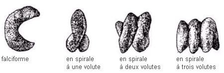 Image comparant la Forme de la gousse de la luzerne - de gauche à droite sont falciforme, en spirale à une volute, en spirale à deux volutes, en spirale à trois volutes.