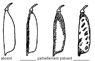 Parchemin de la gousse - absent, partiellement présent 