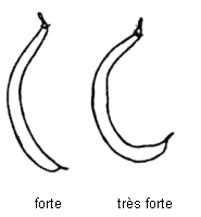 Ce diagramme montre les différents types de degré de courbure de la gousse - forte, très forte