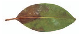 Photo - rhododendron leaf