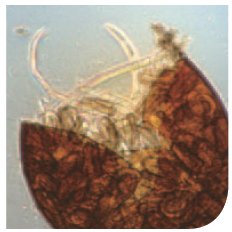 Image - Nématodes à kyste de la pomme de terre
