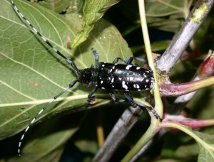 image - Asian longhorned beetle