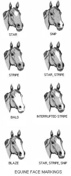 horse heads - markings