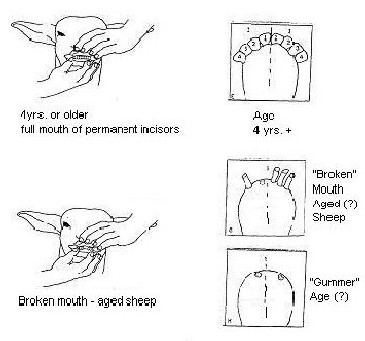 Small Ruminant Dentition