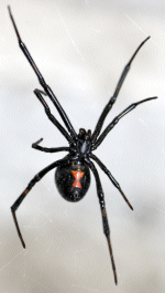 black widow spider