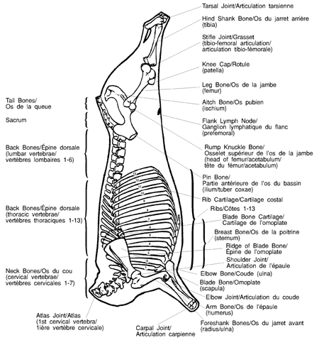 Image - Diagramme squelettique