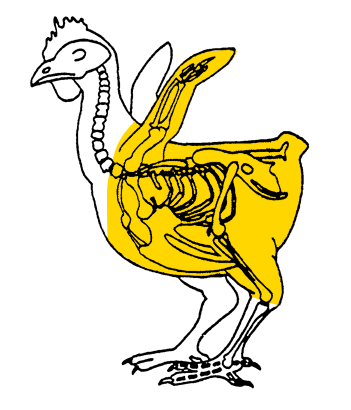 Image - POULTRY HALF