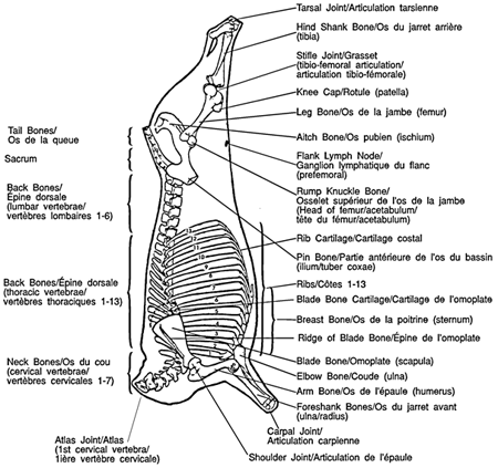 Image - Diagramme squelettique
