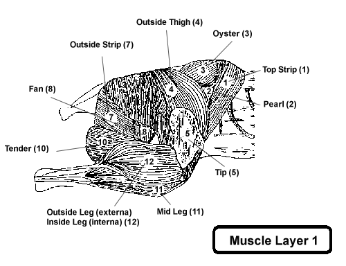 Muscle Layer 1