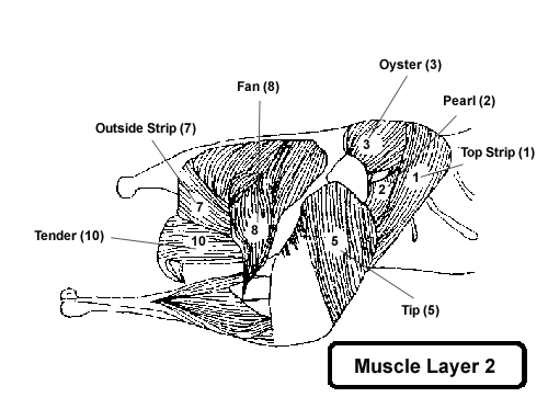 Muscle Layer 2