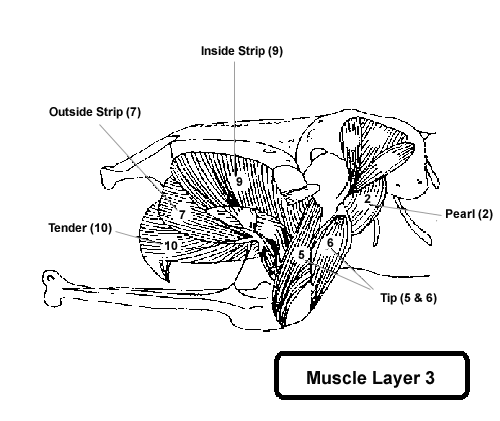Muscle Layer 3