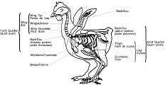 This bilingual diagramme illustrates the nomenclature of poultry.