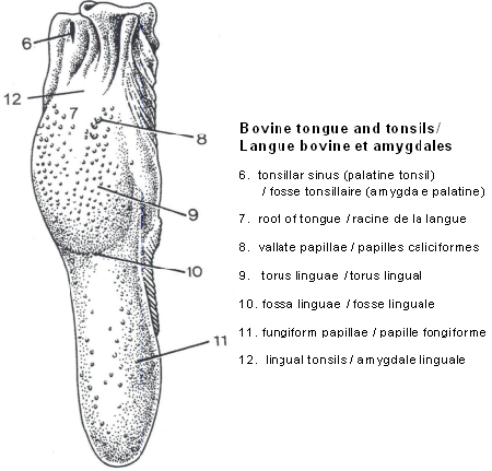 Bovine tongue and tonsils