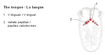 This is a drawing of a bovine tongue with numbered descriptions of the following parts - V linguae and vallate papillae