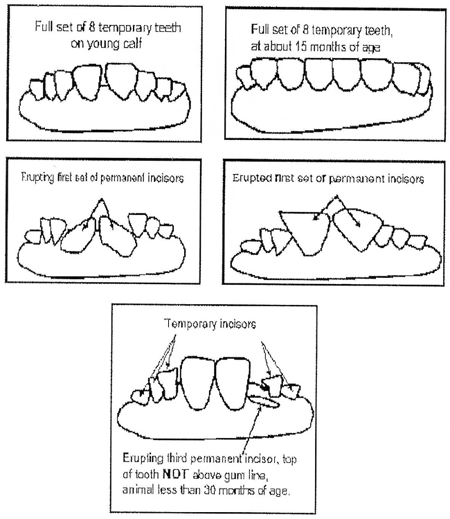 Illustration of Dentition for Cattle Under Thirty Months