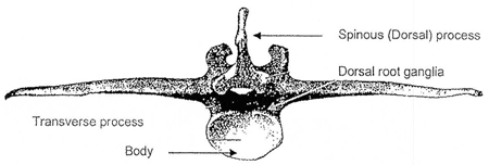 Bovine lumbar vertebra