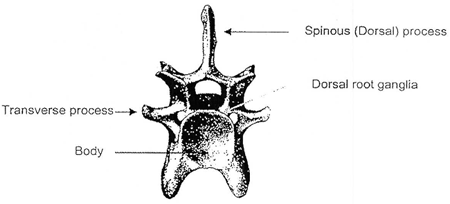 Bovine cervical vertebra