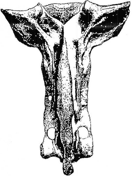 Bovine sacrum, dorsal view