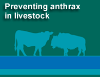 Preventing anthrax in livestock
