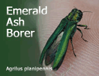 Emerald Ash Borer