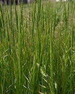 Jointed goatgrass plants - Sam Brinker, OMNR-NHIC