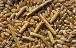 Les épillets de l’égilope cylindrique dans des grains de blé