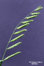 the one-sided inflorescence of woolly cupgrass