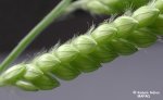 A flowering branch of woolly cupgrass's inflorescence. We can see the white woolly pubescence on the axis.