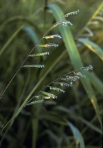 One-sided inflorescences of woolly cupgrass - Anna Gardner@Iowa University 2000