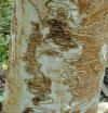 Galeries en forme de ' S ' entre l'écorce et le bois causées par des larves qui s'alimentent
