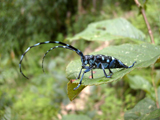 Citrus Long-horned Beetle on a leaf