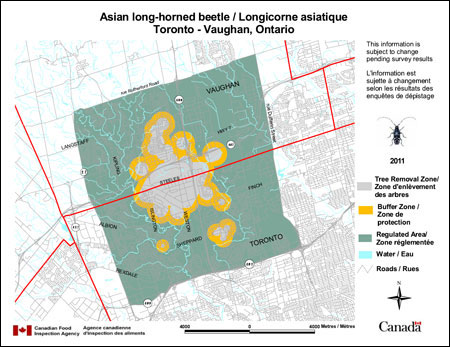 Longicorne asiatique : carte de la périmètre approximatif d'infestation