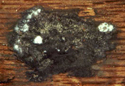 Figure 2: Flétrissement du chêne - gros plan de la masse fongique sur le tronc écorcé (Minnesota Department Natural Resources - Forest Inventory and Analysi)