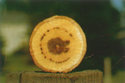 Figure 4 : Flétrissement du chêne - décoloration des tissus vasculaires chez le chêne blanc (F.A. Baker, Utah State University)