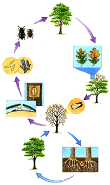 Life cycle diagram of Ceratocystis fagacearum. Above-ground: Nitidulid beetles or bark beetles carry spores of the fungus from spore mats on infected trees to wounds on healthy trees during feeding or breeding. Below-ground: The fungus travels through the interconnected roots of infected and healthy trees growing in close proximity.