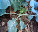 Plantules tordues de brocoli avec point végétatif endommagé