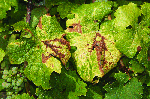 Exemples de symptômes de Flavescence dorée et de Bois noir sur la vigne 'Riesling' - Symptômes foliaires