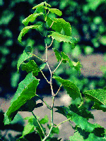 Exemples de symptômes de Flavescence dorée et de Bois noir sur la vigne 'Riesling' - Jeune rameau à entre-noeuds courts en début de saisons